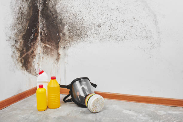 Best Mold Remediation for Specific Building Types in Seabrook, TX