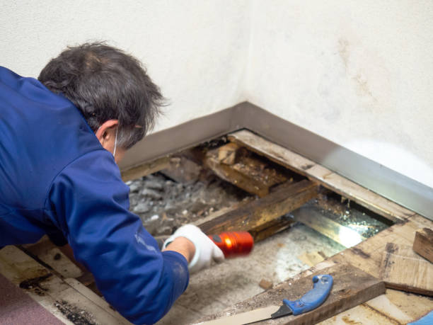 Best DIY Mold Remediation Support Services in Seabrook, TX