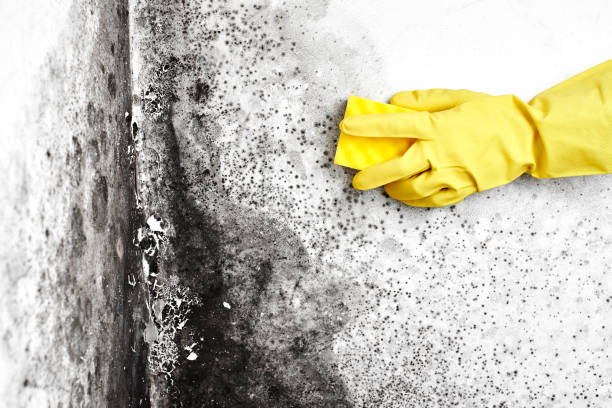 Best HVAC Mold Remediation in Seabrook, TX