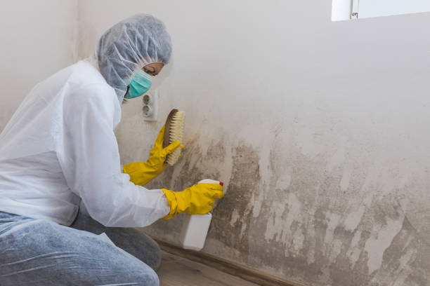 Best Basement Mold Remediation in Seabrook, TX