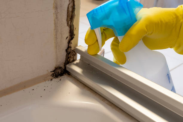 Best Bathroom Mold Remediation in Seabrook, TX