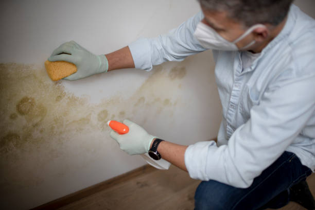 Best White Mold Remediation in Seabrook, TX