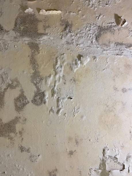 Best Localized Mold Remediation (e.g., coastal areas, humid climates) in Seabrook, TX