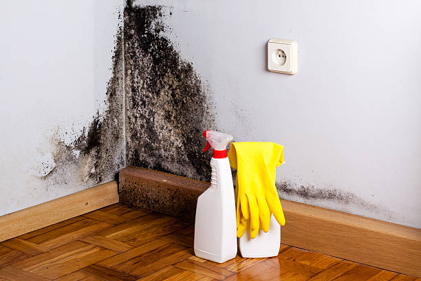 Best Mold Testing and Inspection Services in Seabrook, TX
