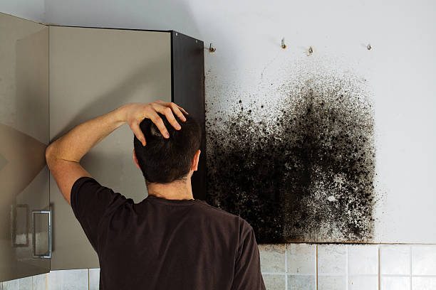 Best White Mold Remediation in Seabrook, TX