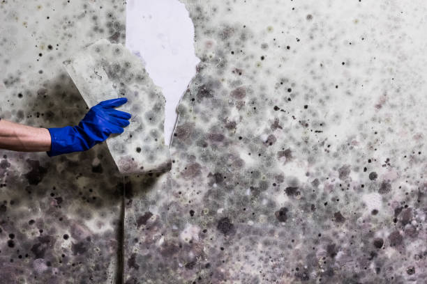 Best Industrial Mold Remediation in Seabrook, TX